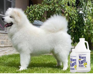 Samojed - Chris Christensen USA